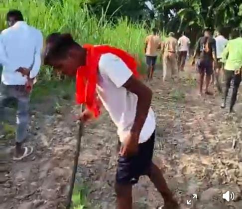 Leopard attacked goat near sugarcane field