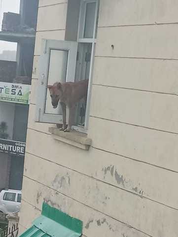 Negligence... dog remained locked in Bijhari hospital for one night, medicines wasted