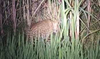 Leopard seen in the tube well chamber, farmers shocked