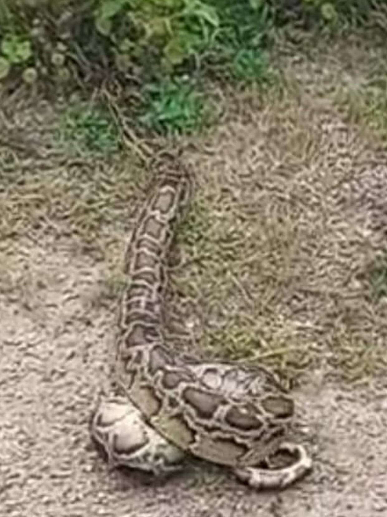 Villagers panic due to sighting of python