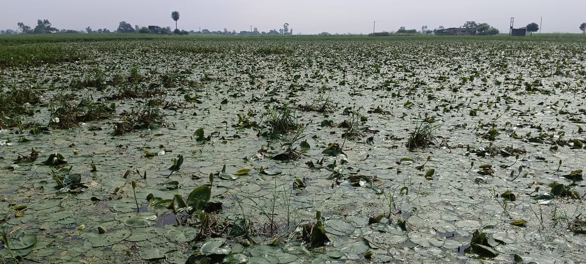 Devastation due to floods.. Where paddy crops used to flourish, lotus is blooming there