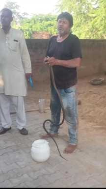 Tinku of Jalalpur has caught more than 5 thousand snakes