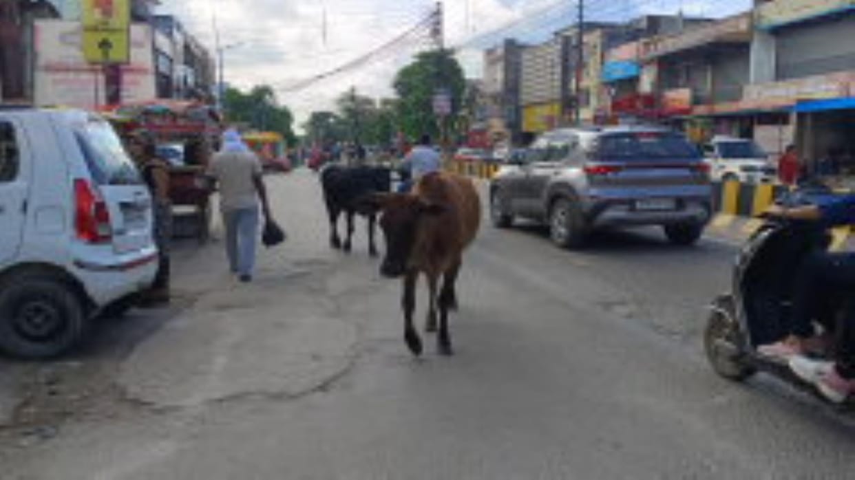 Shelter center is not built...stray animals roaming on the streets are increasing the crisis