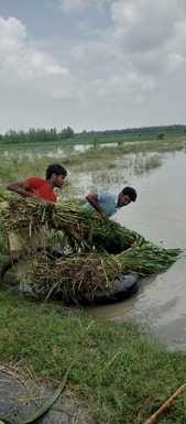 Villagers of the island and khadar are in panic due to the continuously rising water level in the Ganges