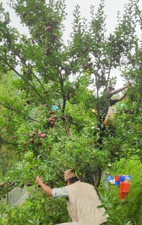 Apples ripened on time, but their fate was shaky due to heavy rain