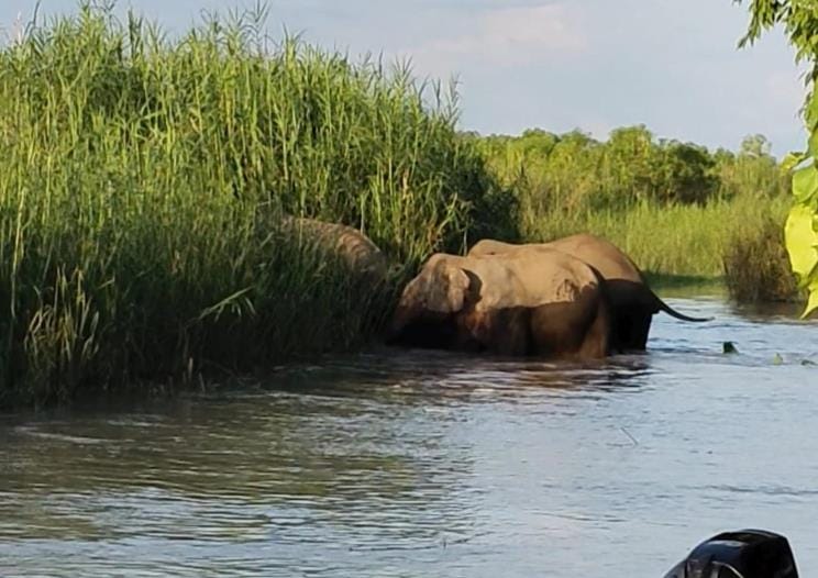 Elephants trampled crops in Katarniaghat