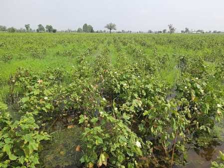 Waterlogging damages crops in more than 10 villages, portal is open for only two villages