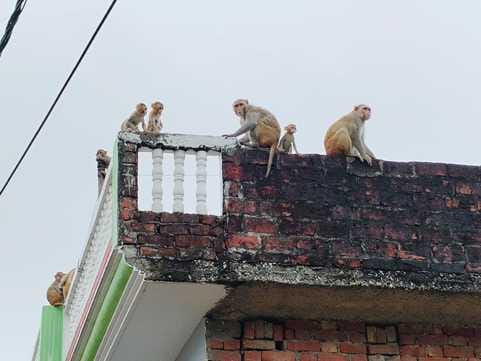 The roofs of the houses have become a den for monkeys, they have injured 5 children in 3 months