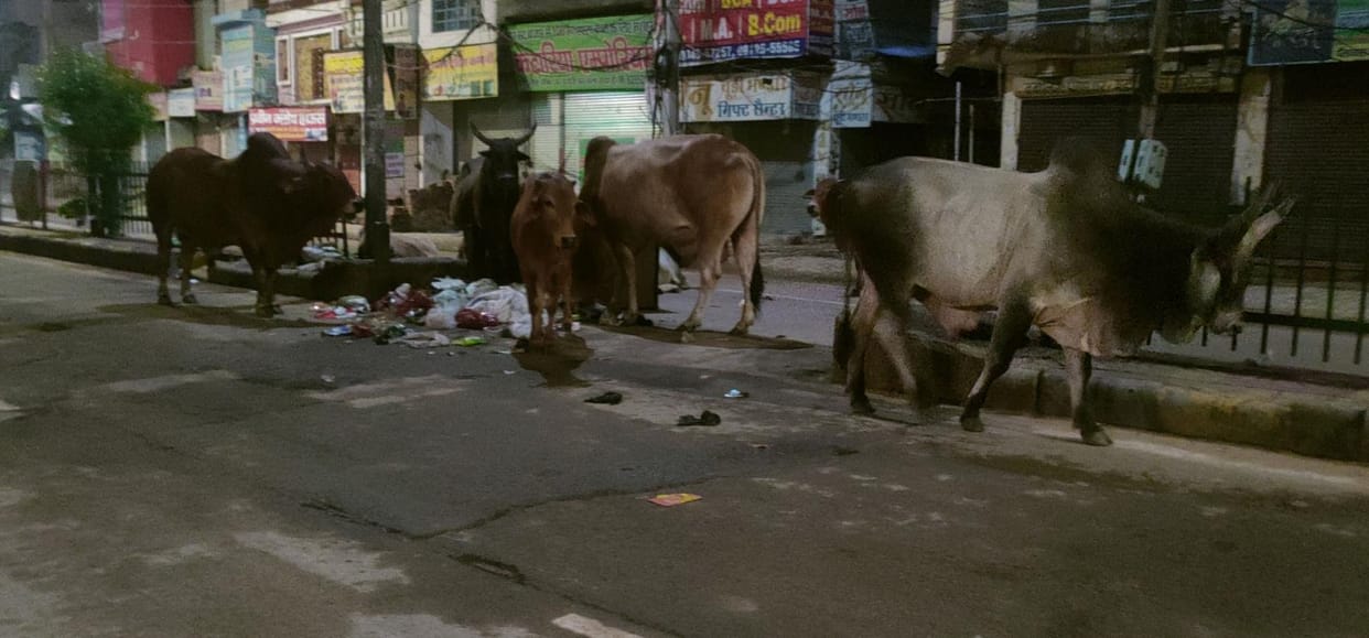 Dadri city will be animal free by August 31, CCTVs will be installed at entry points for monitoring