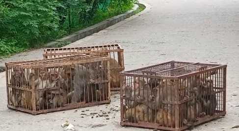 The forest department and municipality team caught monkeys