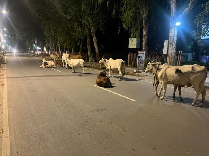 Cows take over the streets of Vrindavan at night