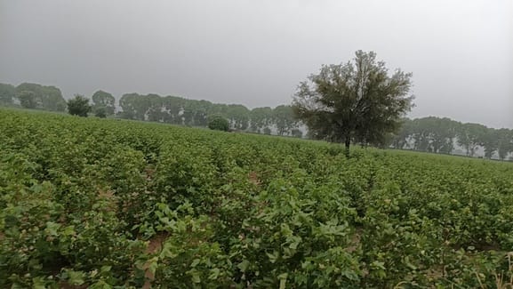 Crops got a new lease of life, happiness spread on the faces of farmers