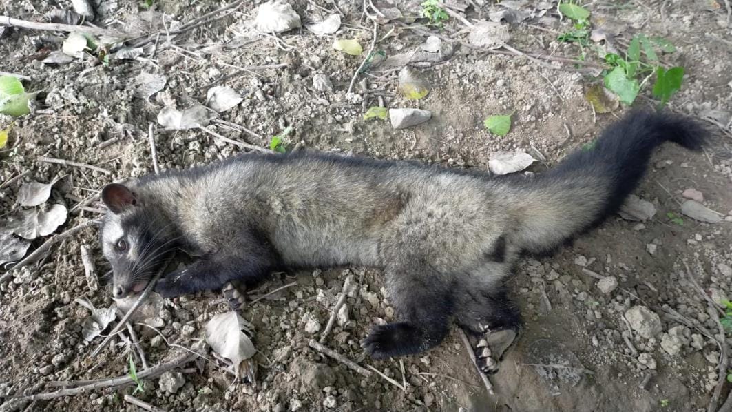Biju found in the village, forest department rescued him