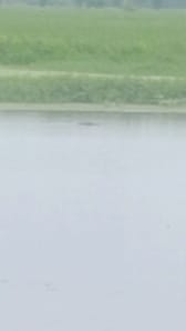 There is panic in Risalu and Kamuna villages after crocodile sighting