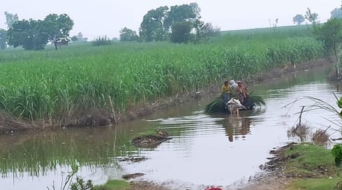 Due to floods, villagers are walking two kilometers to bring fodder for animals
