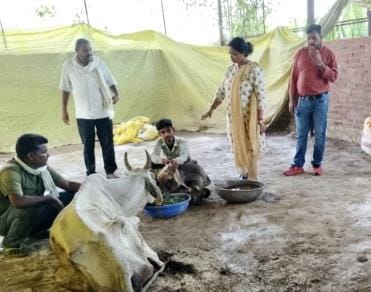 When BDO reached the cowshed, the cattle were found alive