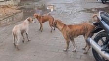Every month 6 thousand people are becoming victims of dogs, more are morning walkers