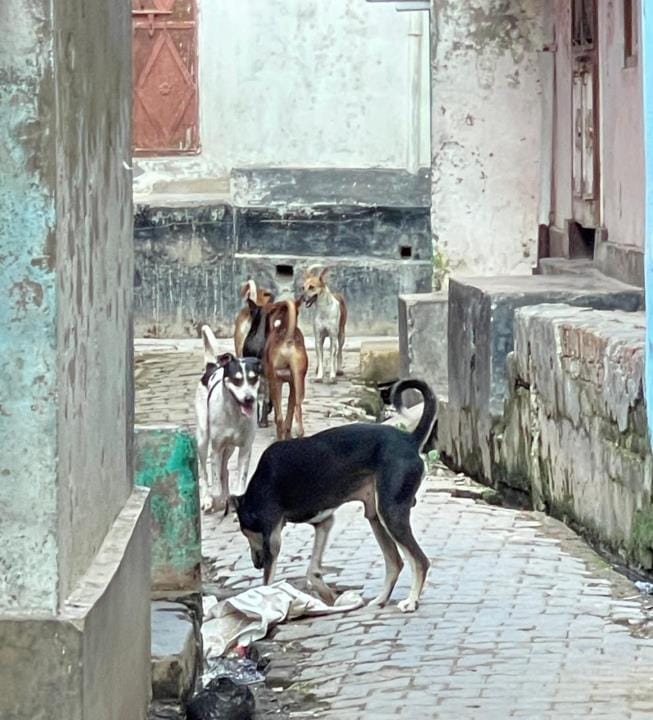 It is difficult to walk on the road due to terror of dogs