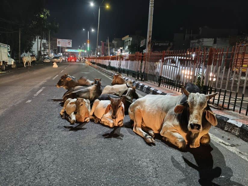 UP: Genjis will be added to the cow protection campaign in the state, 10,000 cow friends will be created in ev