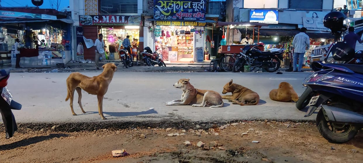 Terror of dogs... even leaving the house is difficult