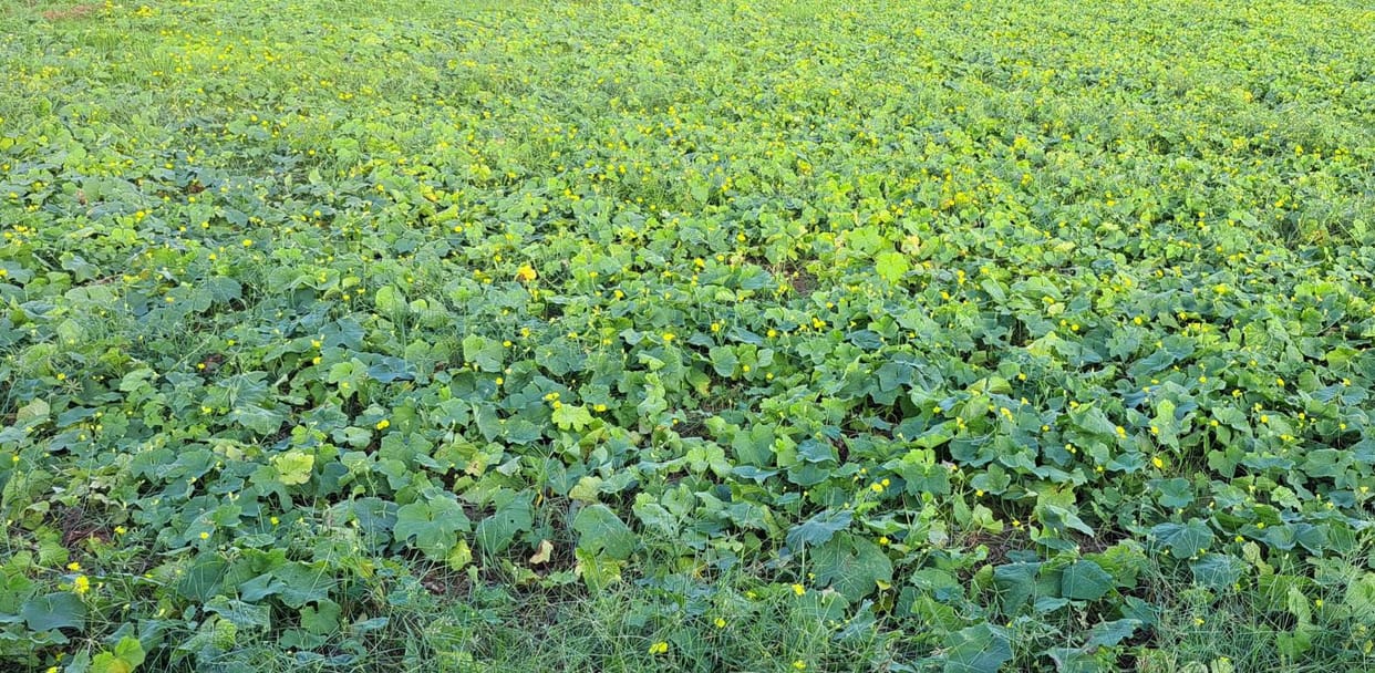 Cultivation of green vegetables is replacing Kharif crops