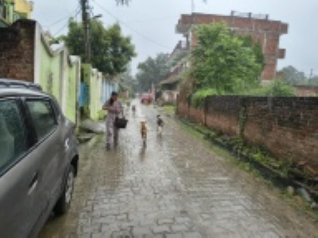 Herd of dogs from streets to intersections, pedestrians in danger