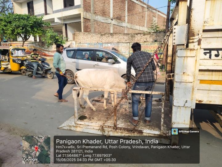 Control over destitute cattle, 20 sent to Kanha animal shelter