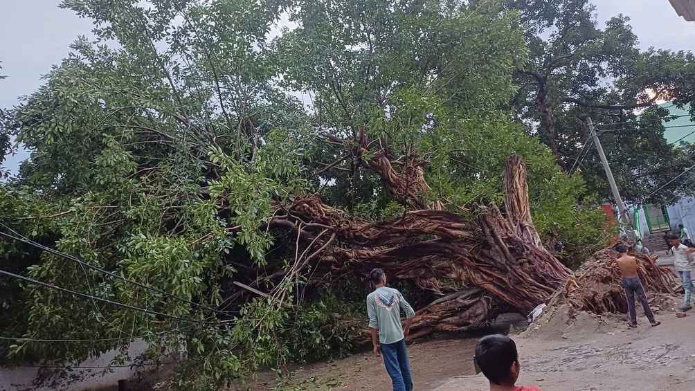 A tree more than 150 years old collapsed