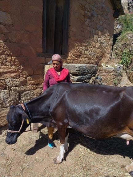 Nirmala is taking care of her family by rearing cows