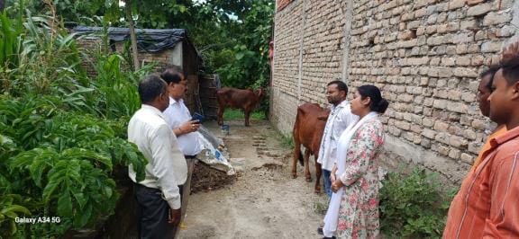 Lumpy outbreak causes panic, more than 200 animals fall sick