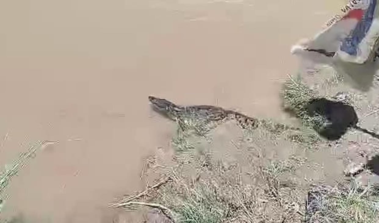 Crocodile released in Rapti Yojak Canal
