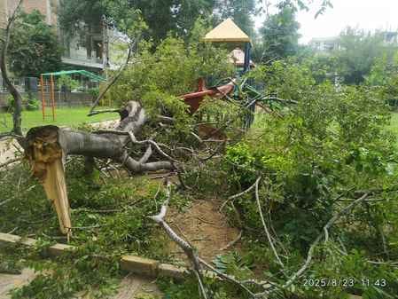 An old tree fell in Subhash Nagar Park