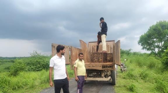 The municipality released 139 monkeys into the forest
