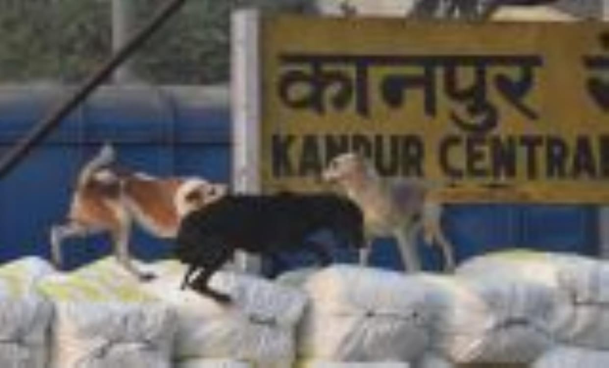 One lakh stray dogs roaming in the city have become a cause of trouble
