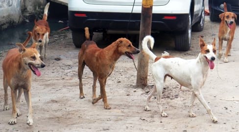 Sterilization of a dog will cost Rs 1000