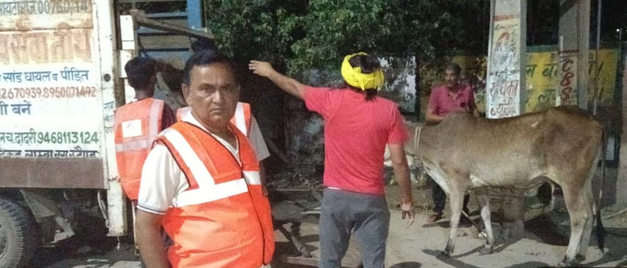 Maximum 31 cattle caught in one night, released in 2 Gaushalas