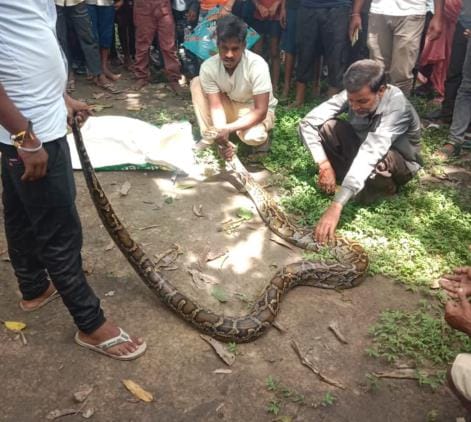 Siddharthnagar News : Python seen on tree, panic