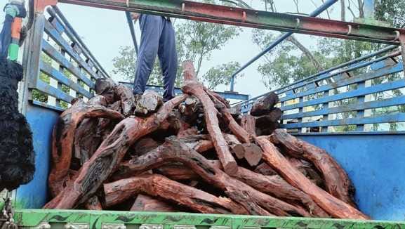Sehore News: Forest department caught three smugglers with 2280 kg of Khair wood