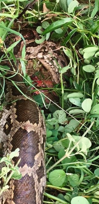Python was swallowing a baby goat, villagers beat it to death with sticks