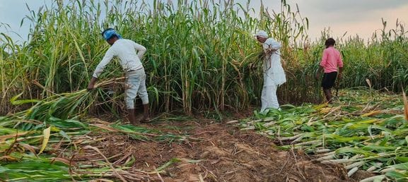 Farmers are harvesting millet due to non-availability of labourers