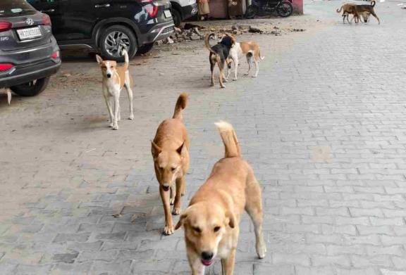 Stray dogs become animals, corporations unaware of pets