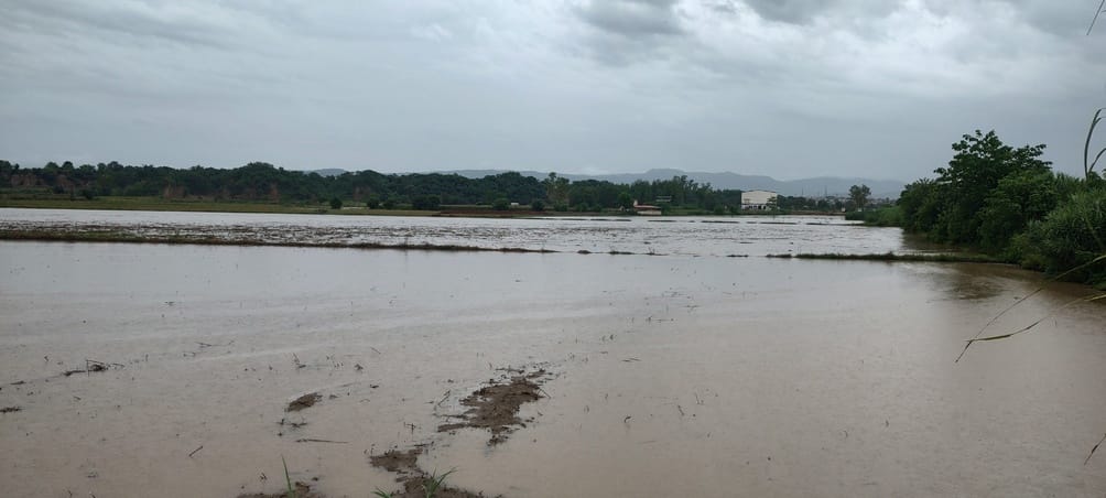 Early maize crop was flooded, potato sowing delayed