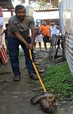 Python entered a grocery store, rescued and released in the forest