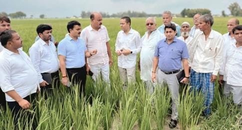 Siddharthnagar News : A three-member team inspected the fields where Samba paddy seeds were planted