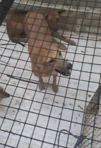 Dog got hurt due to throwing net, woman raised questions on the method of catching it