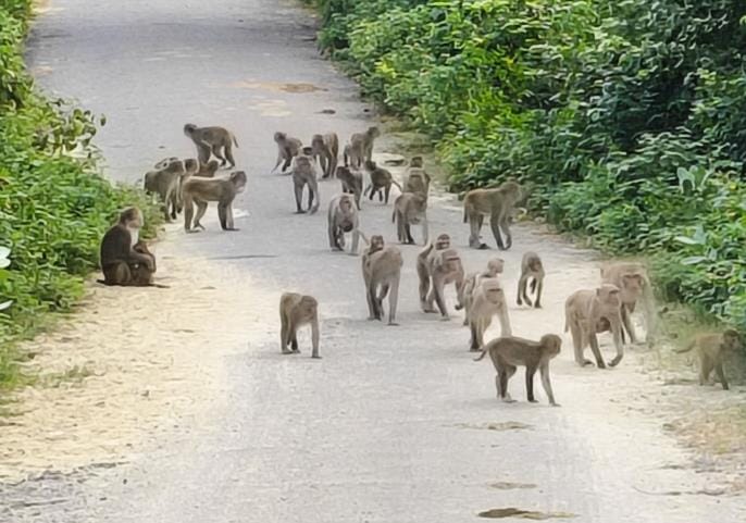 Monkeys and dogs are becoming violent, it is difficult to walk on the road