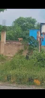 Leopard was again seen roaming on the wall of SEZ located at Growth Center