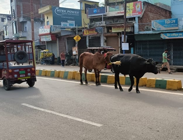 There is abundance of cattle on the roads, the responsible people are not paying attention