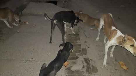 Panic spread on the streets... 411 people were bitten by stray dogs in seven days