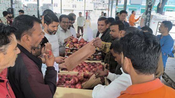 Apple season has gained momentum in the lower areas of Kinnaur district